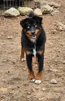 Arlo, a male Miniature Australian Shepherd for sale in Dale, TX – Photo 6 of 6