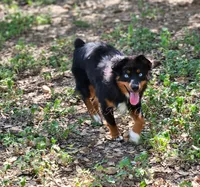 Arlo, a male Miniature Australian Shepherd for sale in Dale, TX – Photo 5 of 6