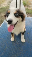 Baby, a female Toy Australian Shepherd for sale in Dale, TX – 2 of 3