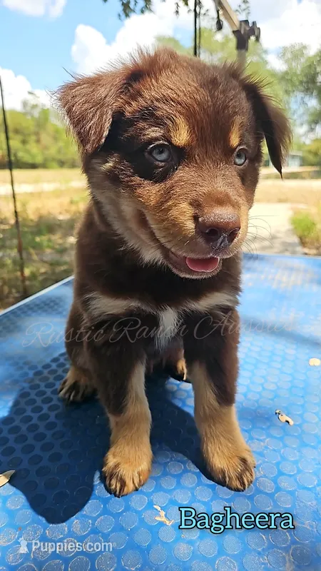 Bagheera – Miniature Australian Shepherd puppy for sale in Dale, TX