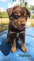 Bagheera, a male Miniature Australian Shepherd for sale in Dale, TX – 2 of 5