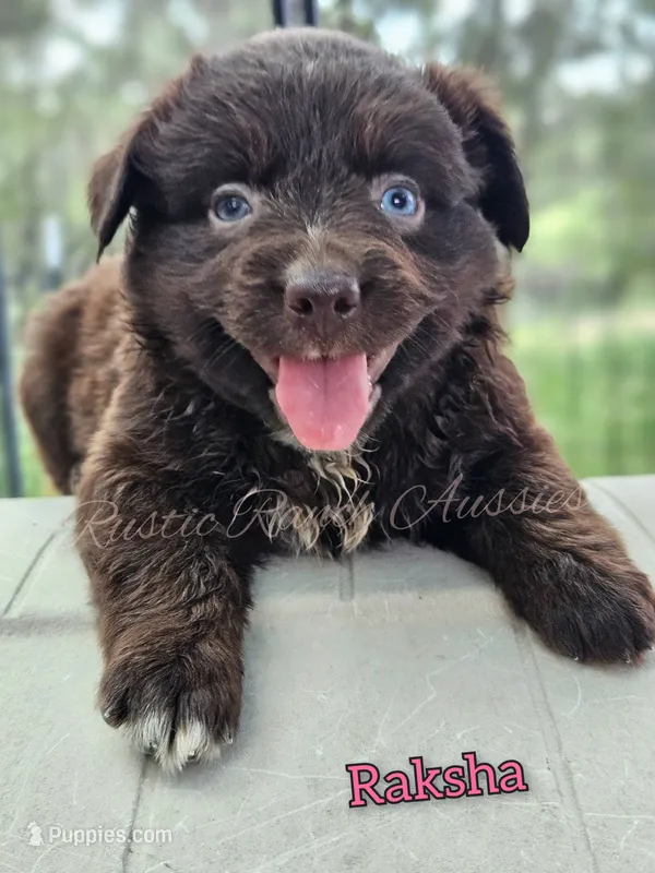 Raksha – Miniature Australian Shepherd puppy for sale in Dale, TX