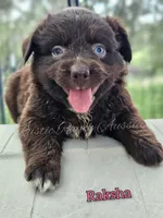 Raksha, a female Miniature Australian Shepherd for sale in Dale, TX – 1 of 3