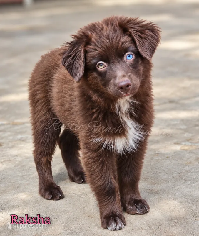 Raksha – Miniature Australian Shepherd puppy for sale in Dale, TX
