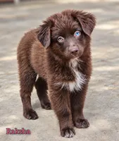 Raksha, a female Miniature Australian Shepherd for sale in Dale, TX – 1 of 5