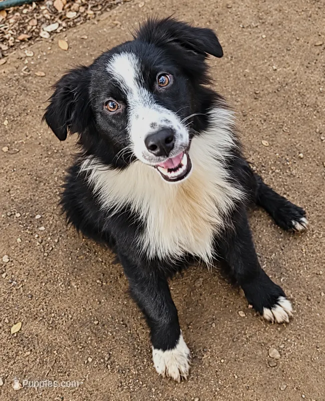 Leonardo – Miniature Australian Shepherd, Toy Australian Shepherd puppy for sale in Dale, TX