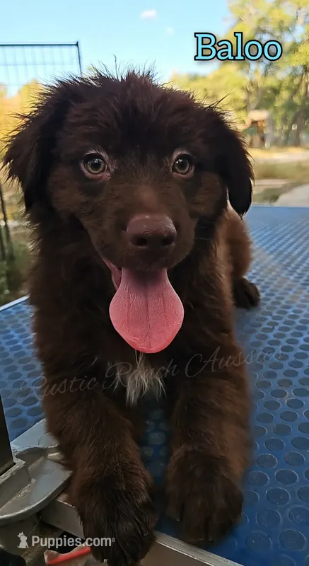 Baloo – Miniature Australian Shepherd puppy for sale in Dale, TX