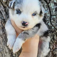 Raphael , a male Miniature Australian Shepherd and Toy Australian Shepherd for sale in Dale, TX – Photo 2 of 6