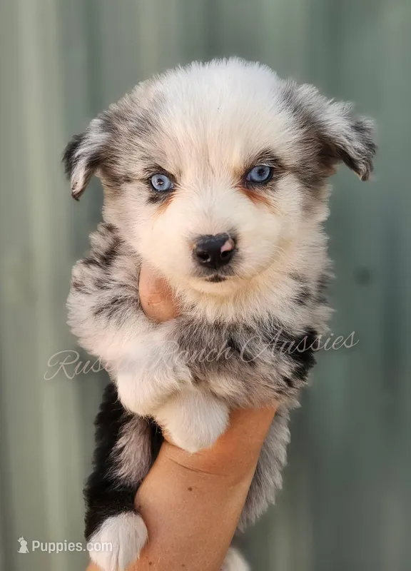 Raphael  – Miniature Australian Shepherd, Toy Australian Shepherd puppy for sale in Dale, TX