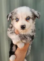 Raphael , a male Miniature Australian Shepherd and Toy Australian Shepherd for sale in Dale, TX – Photo 1 of 6