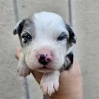 Raphael , a male Miniature Australian Shepherd and Toy Australian Shepherd for sale in Dale, TX – Photo 3 of 6