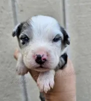 Raphael , a male Miniature Australian Shepherd and Toy Australian Shepherd for sale in Dale, TX – Photo 1 of 4