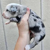 Raphael , a male Miniature Australian Shepherd and Toy Australian Shepherd for sale in Dale, TX – Photo 5 of 6