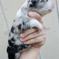 Raphael , a male Miniature Australian Shepherd and Toy Australian Shepherd for sale in Dale, TX – Photo 4 of 6