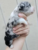 Raphael , a male Miniature Australian Shepherd and Toy Australian Shepherd for sale in Dale, TX – Photo 2 of 4