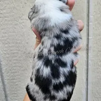 Raphael , a male Miniature Australian Shepherd and Toy Australian Shepherd for sale in Dale, TX – Photo 6 of 6