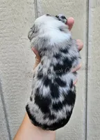 Raphael , a male Miniature Australian Shepherd and Toy Australian Shepherd for sale in Dale, TX – Photo 4 of 4