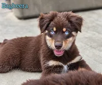 Bagheera, a male Miniature Australian Shepherd for sale in Dale, TX – 1 of 5