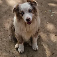 Jagger, a male Miniature Australian Shepherd for sale in Dale, TX – Photo 2 of 7