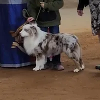 Jagger, a male Miniature Australian Shepherd for sale in Dale, TX – Photo 3 of 7