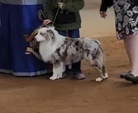 Jagger, a male Miniature Australian Shepherd for sale in Dale, TX – Photo 2 of 9