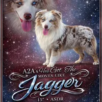 Jagger, a male Miniature Australian Shepherd for sale in Dale, TX – Photo 1 of 7