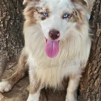 Jagger, a male Miniature Australian Shepherd for sale in Dale, TX – Photo 6 of 7