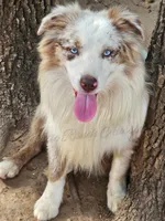 Jagger, a male Miniature Australian Shepherd for sale in Dale, TX – Photo 8 of 9