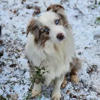 Jagger, a male Miniature Australian Shepherd for sale in Dale, TX – Photo 7 of 7