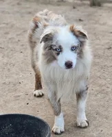 Jagger, a male Miniature Australian Shepherd for sale in Dale, TX – Photo 5 of 9