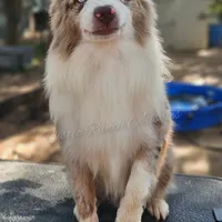 Jagger, a male Miniature Australian Shepherd for sale in Dale, TX – Photo 5 of 7
