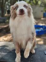Jagger, a male Miniature Australian Shepherd for sale in Dale, TX – Photo 7 of 9