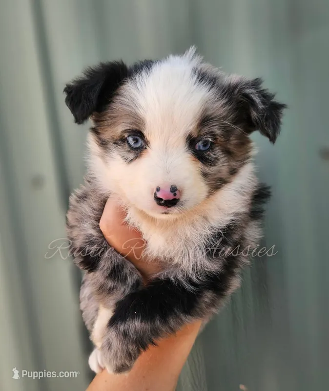 Michelangelo  – Miniature Australian Shepherd, Toy Australian Shepherd puppy for sale in Dale, TX