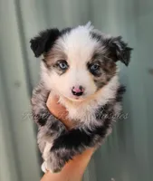 Michelangelo , a male Miniature Australian Shepherd and Toy Australian Shepherd for sale in Dale, TX – Photo 1 of 6
