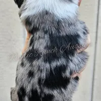 Michelangelo , a male Miniature Australian Shepherd and Toy Australian Shepherd for sale in Dale, TX – Photo 4 of 6