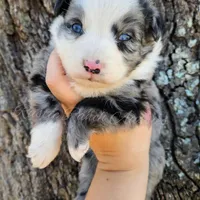 Michelangelo , a male Miniature Australian Shepherd and Toy Australian Shepherd for sale in Dale, TX – Photo 2 of 6