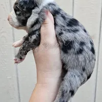 Michelangelo , a male Miniature Australian Shepherd and Toy Australian Shepherd for sale in Dale, TX – Photo 6 of 6