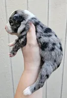 Michelangelo , a male Miniature Australian Shepherd and Toy Australian Shepherd for sale in Dale, TX – Photo 4 of 4