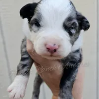 Michelangelo , a male Miniature Australian Shepherd and Toy Australian Shepherd for sale in Dale, TX – Photo 3 of 6