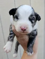 Michelangelo , a male Miniature Australian Shepherd and Toy Australian Shepherd for sale in Dale, TX – Photo 1 of 4