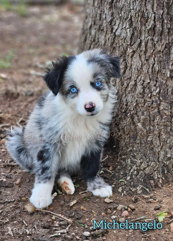 Michelangelo  – Miniature Australian Shepherd, Toy Australian Shepherd puppy for sale in Dale, TX