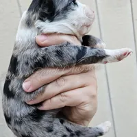 Michelangelo , a male Miniature Australian Shepherd and Toy Australian Shepherd for sale in Dale, TX – Photo 5 of 6