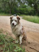Jagger, a male Miniature Australian Shepherd for sale in Dale, TX – 7 of 8