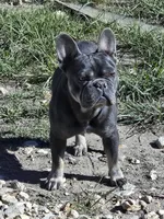 King, a male French Bulldog for sale in Dale, TX – Photo 7 of 10