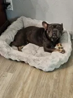 King, a male French Bulldog for sale in Dale, TX – Photo 4 of 10