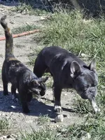 King, a male French Bulldog for sale in Dale, TX – Photo 6 of 10