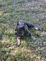 King, a male French Bulldog for sale in Dale, TX – Photo 9 of 10