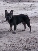 King, a male French Bulldog for sale in Dale, TX – Photo 2 of 10