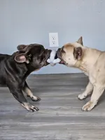 King, a male French Bulldog for sale in Dale, TX – Photo 8 of 10