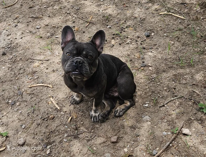 King, a male French Bulldog for sale in Dale, TX – Photo 1 of 10